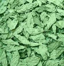 Molokhia - Corchorus Olitorius